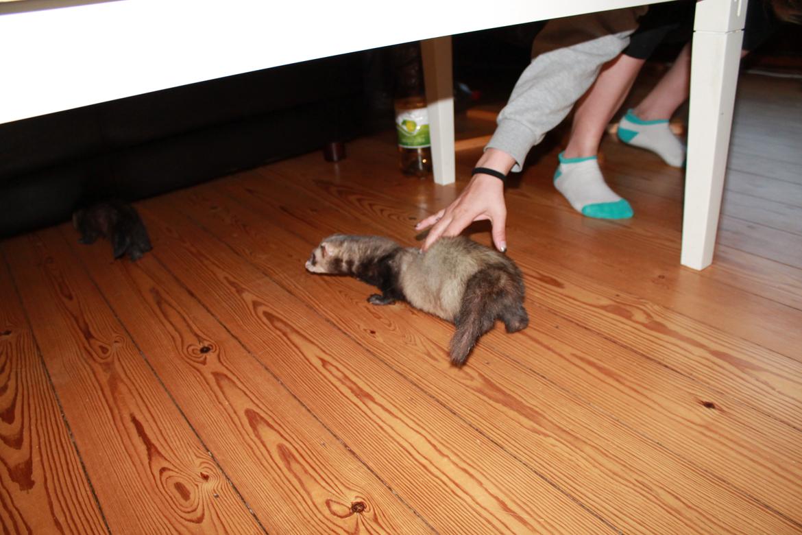 Ilder Batman billede 7