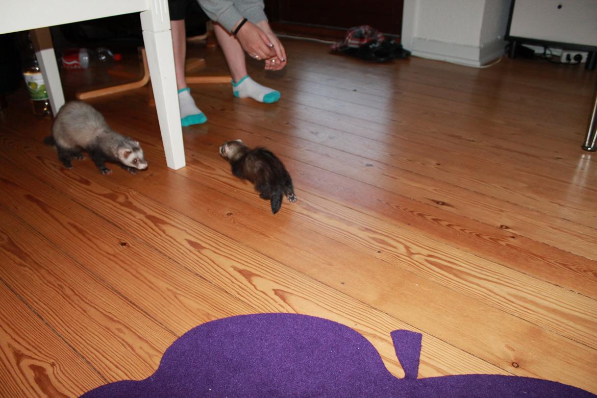 Ilder Batman billede 8