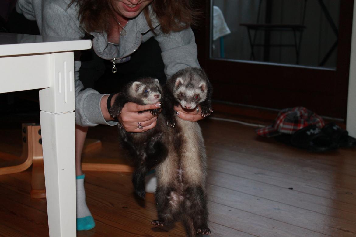 Ilder Batman billede 9