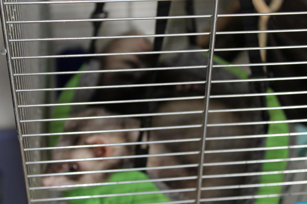 Ilder Batman billede 10