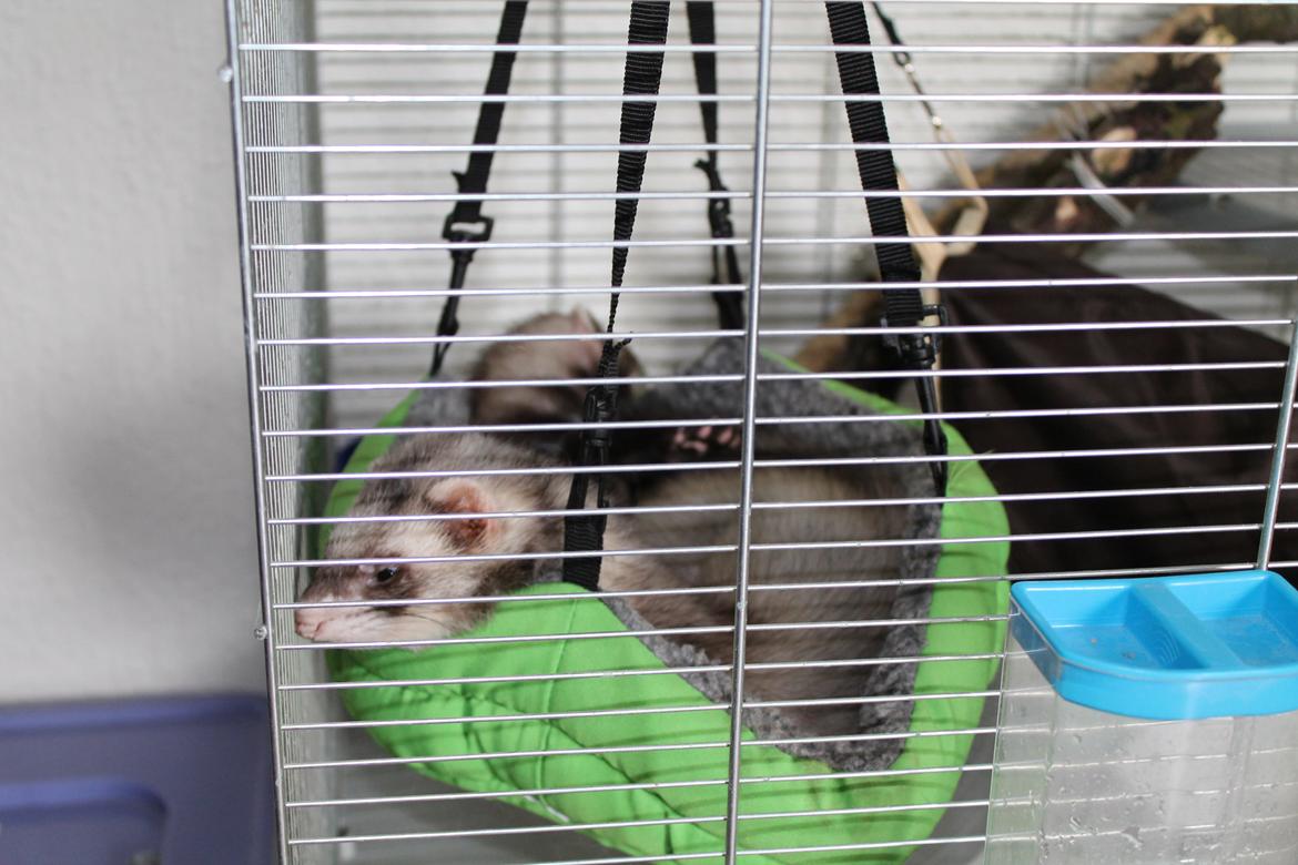 Ilder Batman billede 11