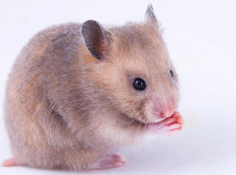Hamster Delicious Løvehjerte billede 1