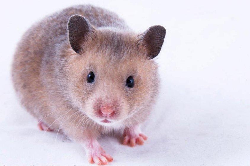 Hamster Delicious Løvehjerte billede 2
