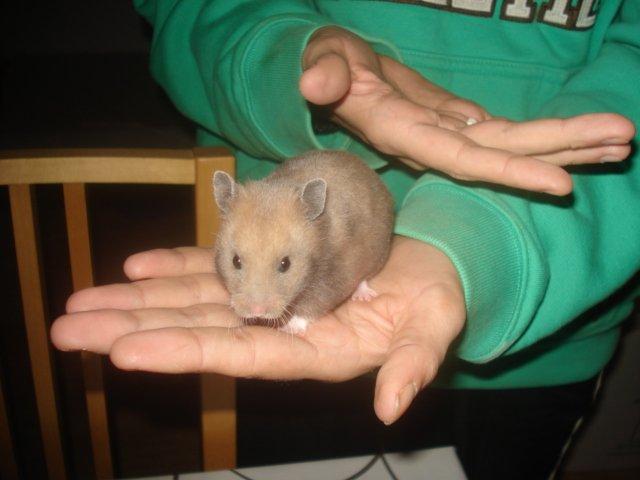 Hamster Delicious Løvehjerte billede 3