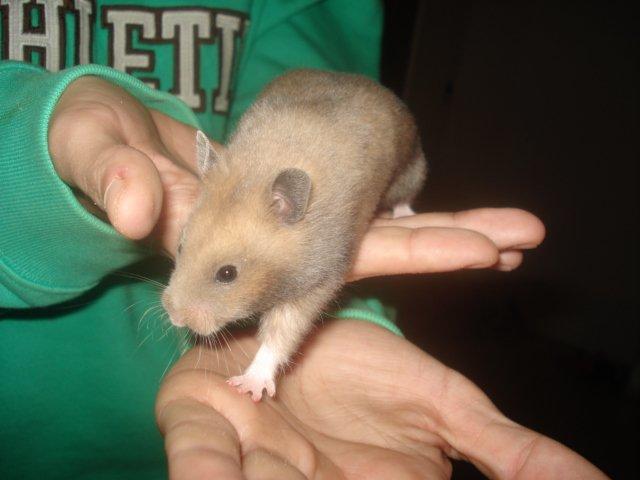 Hamster Delicious Løvehjerte billede 4