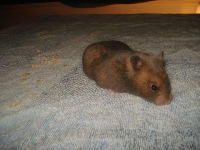 Hamster Delicious Løvehjerte billede 5