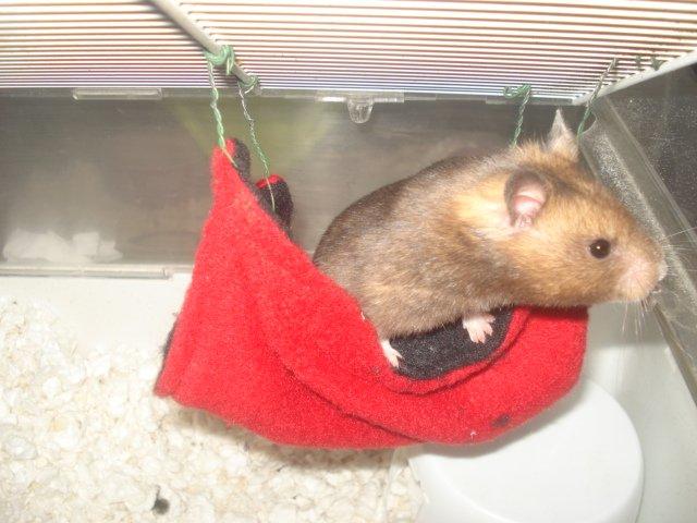 Hamster Delicious Løvehjerte billede 6