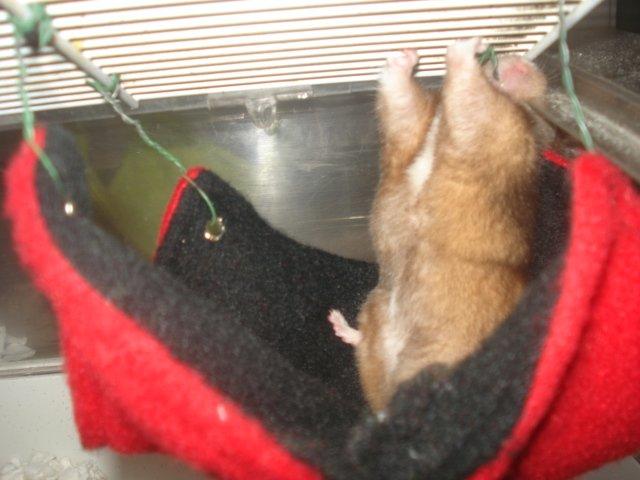 Hamster Delicious Løvehjerte billede 8