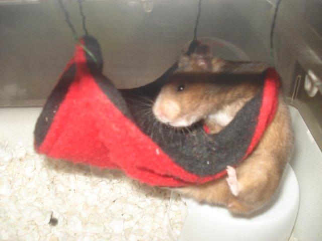 Hamster Delicious Løvehjerte billede 9