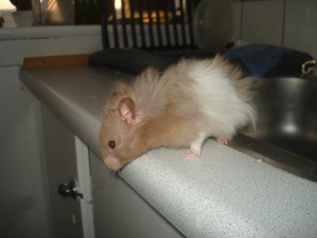 Hamster Dueracell Løvehjerte billede 1