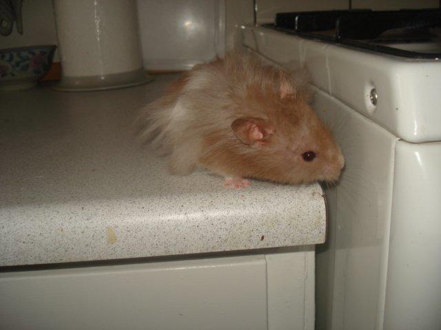 Hamster Dueracell Løvehjerte billede 2