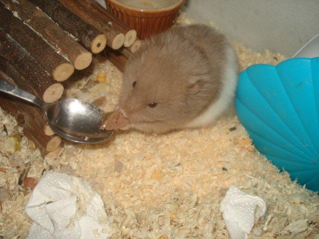 Hamster Dueracell Løvehjerte billede 3