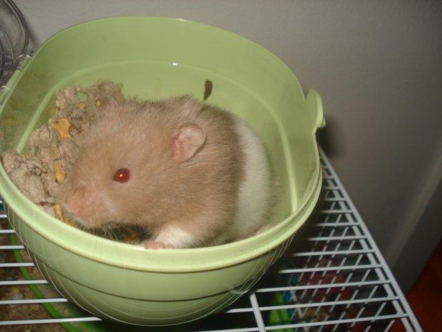 Hamster Dueracell Løvehjerte billede 4