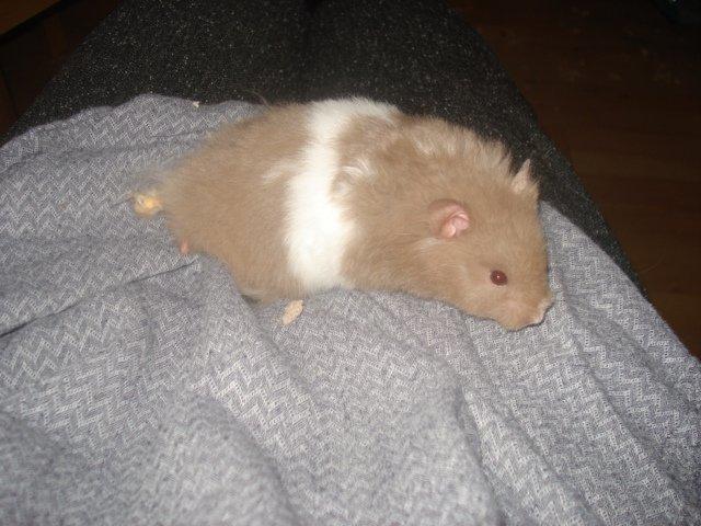 Hamster Dueracell Løvehjerte billede 5