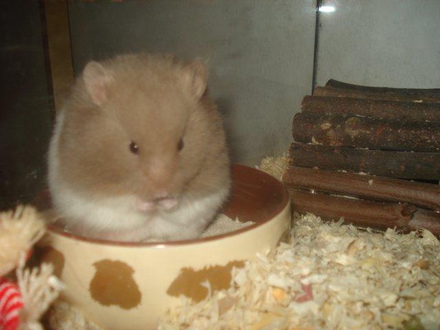 Hamster Dueracell Løvehjerte billede 6