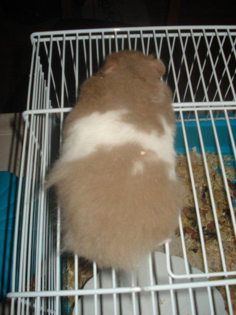 Hamster Dueracell Løvehjerte billede 7