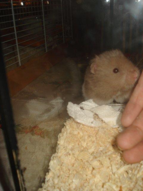 Hamster Dueracell Løvehjerte billede 8