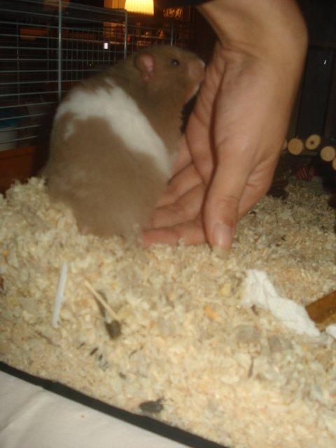 Hamster Dueracell Løvehjerte billede 9