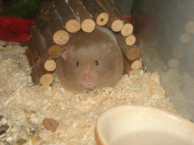 Hamster Dueracell Løvehjerte billede 10