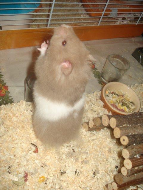 Hamster Dueracell Løvehjerte billede 11