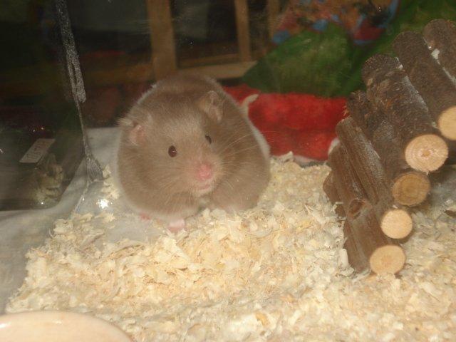 Hamster Dueracell Løvehjerte billede 12