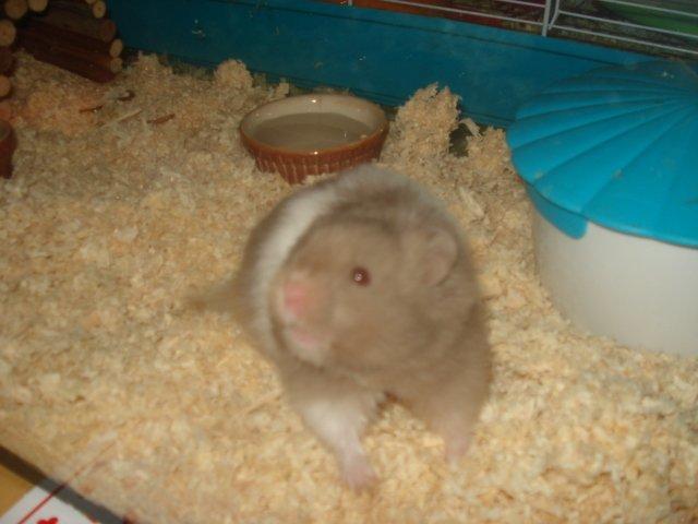 Hamster Dueracell Løvehjerte billede 13