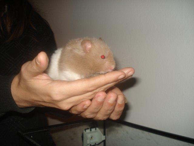 Hamster Dueracell Løvehjerte billede 14