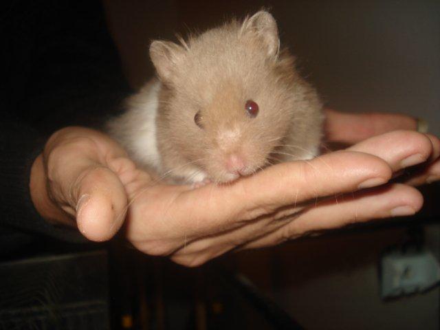 Hamster Dueracell Løvehjerte billede 15