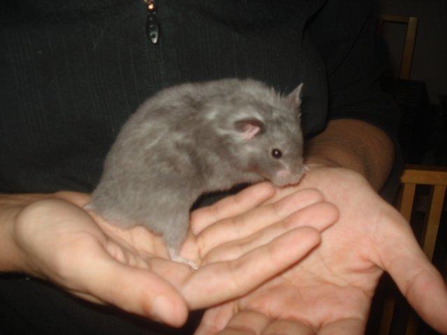 Hamster Malthes Blue Pride billede 1