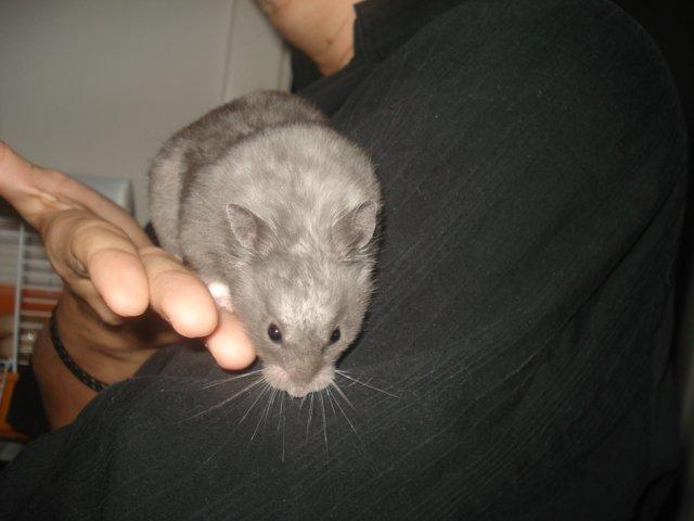 Hamster Malthes Blue Pride billede 2