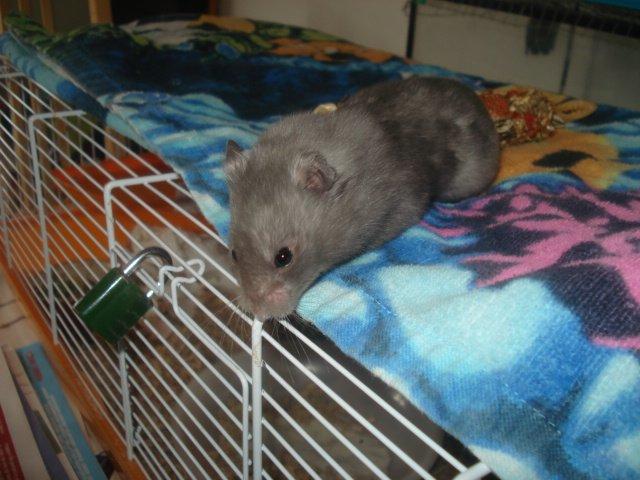 Hamster Malthes Blue Pride billede 3