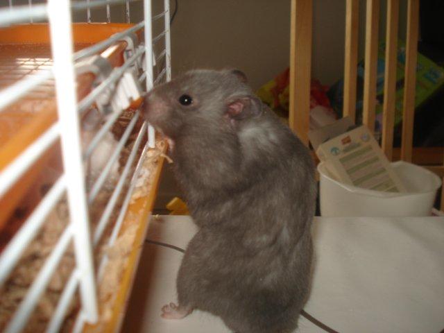 Hamster Malthes Blue Pride billede 4