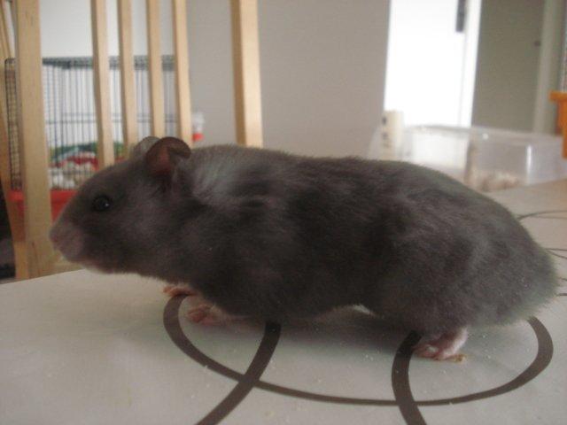 Hamster Malthes Blue Pride billede 5