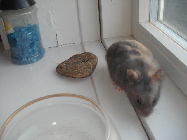 Hamster Malthes Blue Pride billede 6