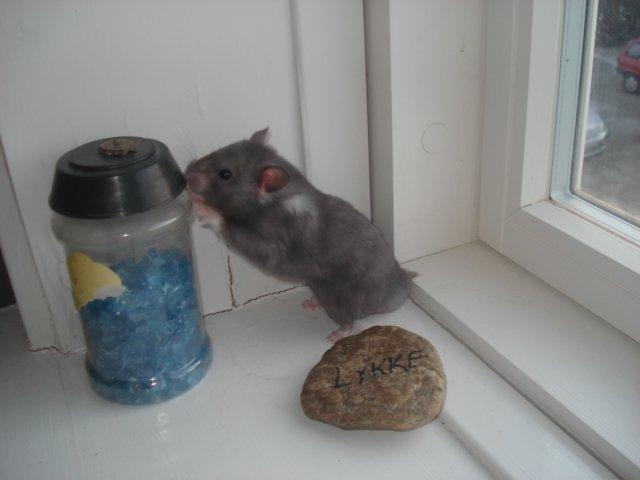 Hamster Malthes Blue Pride billede 7