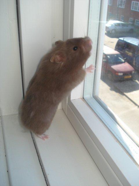 Hamster Simses Hyben billede 1