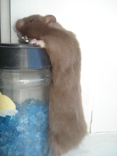 Hamster Simses Hyben billede 2