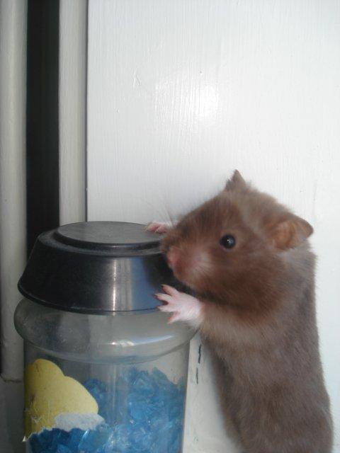 Hamster Simses Hyben billede 3