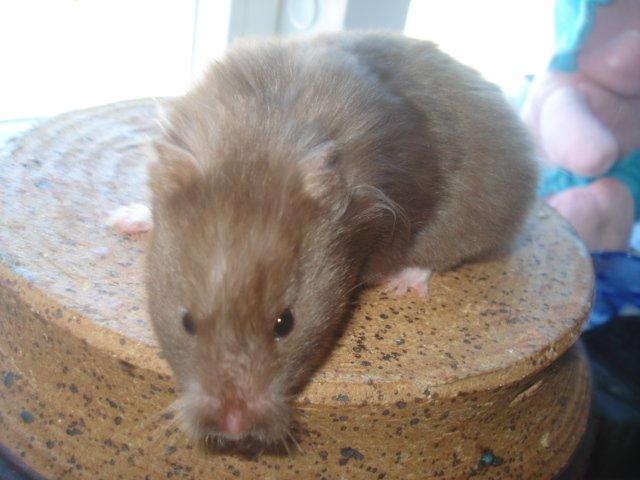 Hamster Simses Hyben billede 4