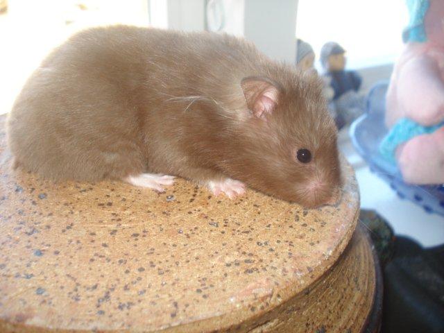 Hamster Simses Hyben billede 5
