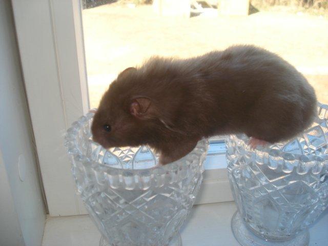 Hamster Simses Hyben billede 6