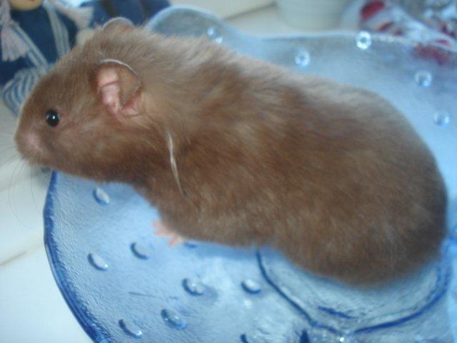 Hamster Simses Hyben billede 7