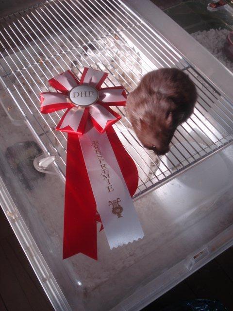 Hamster Simses Hyben billede 8