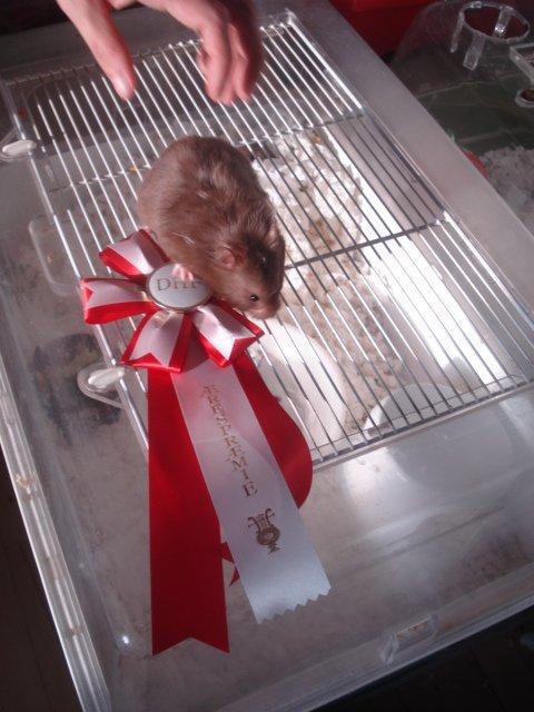 Hamster Simses Hyben billede 9