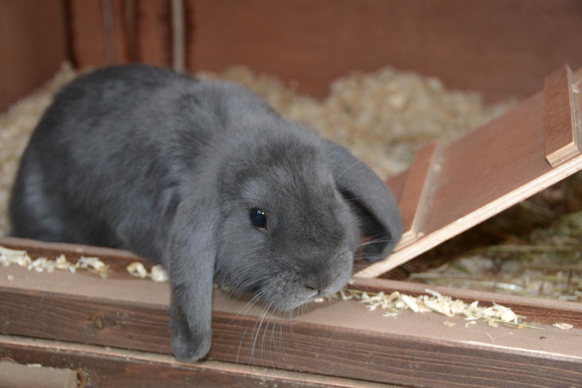 Kanin Egemosgårds Misty billede 3