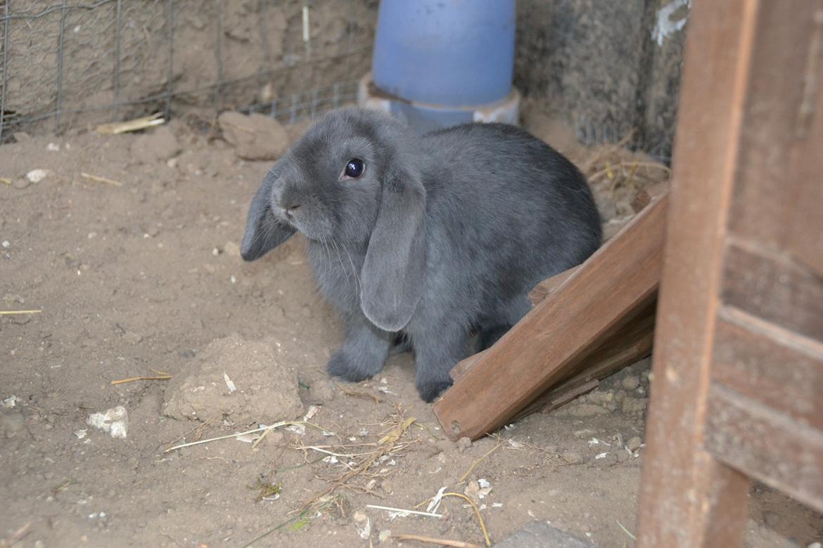 Kanin Egemosgårds Misty billede 4