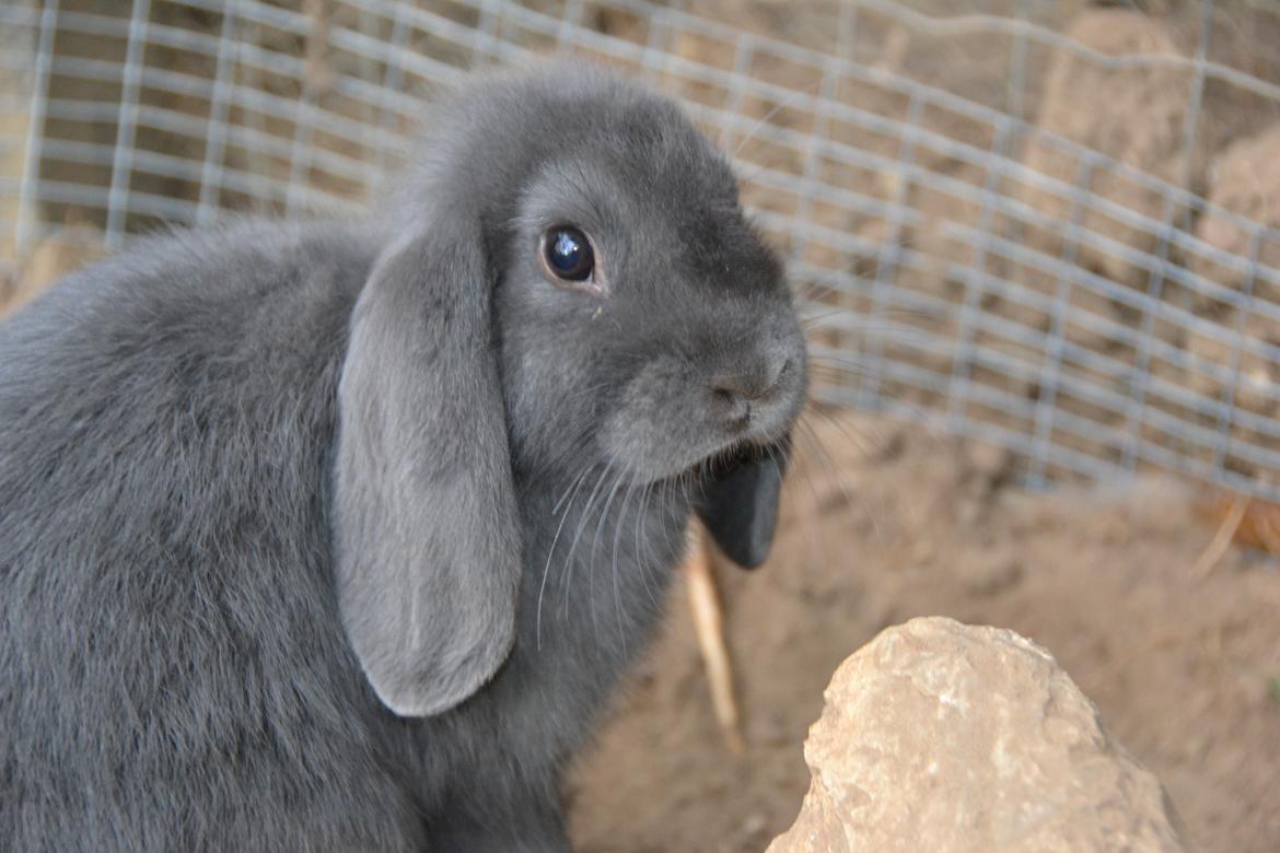 Kanin Egemosgårds Misty - en rigtig model kanin <3 billede 5