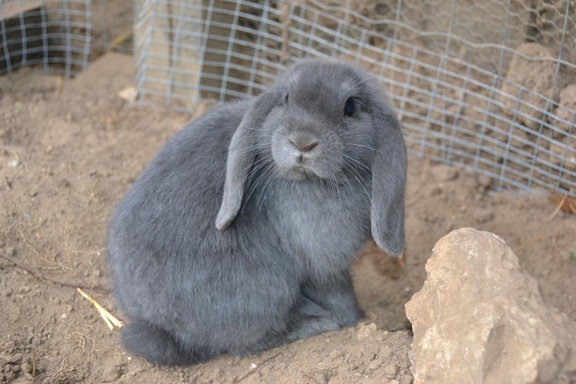 Kanin Egemosgårds Misty billede 2