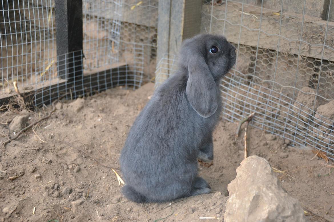 Kanin Egemosgårds Misty billede 7