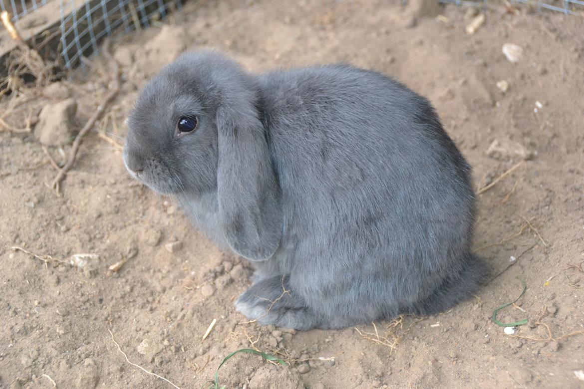 Kanin Egemosgårds Misty billede 8